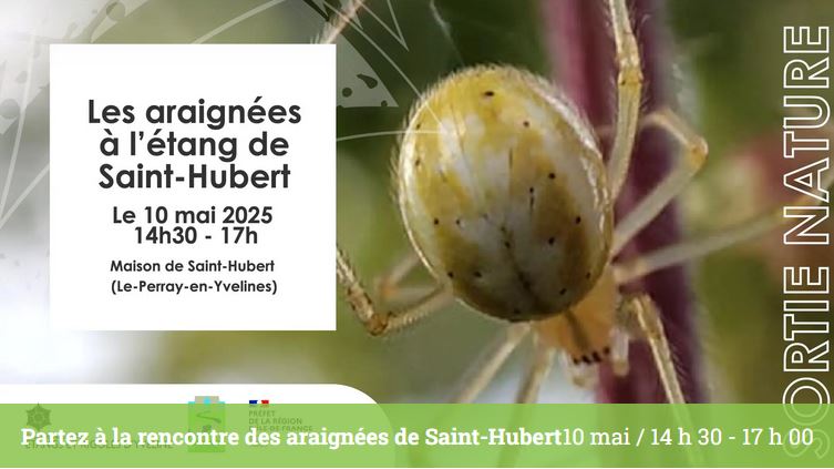 LE PERRAY EN YVELINES – les araignées de St Hubert – 10 mai